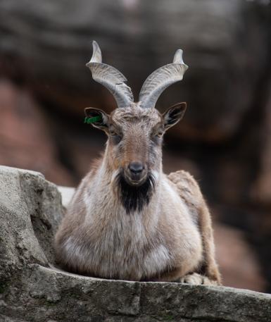 Male markhor