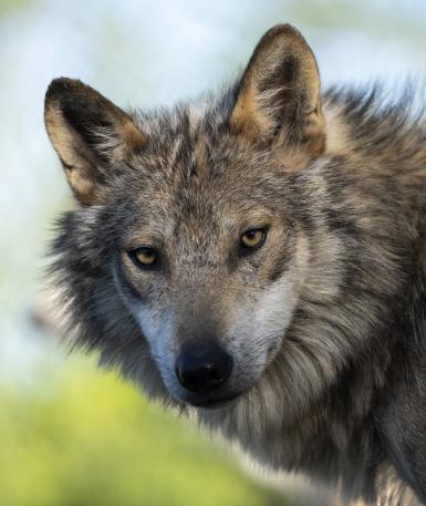 Mexican Wolf