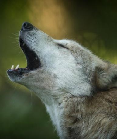 Mexican Wolf 