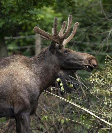 Male moose, Bert