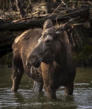 Female moose, Violet