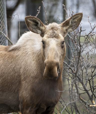 female moose