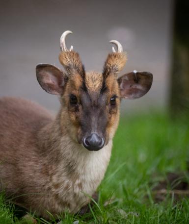 Reeves Muntjac