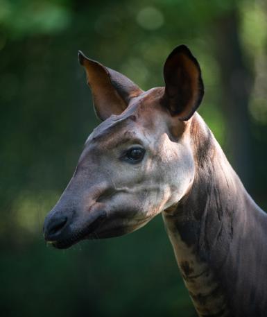 Okapi