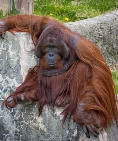 Bornean orangutan sitting