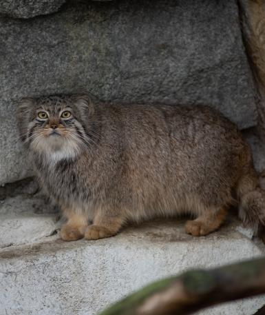 Pallas' Cat