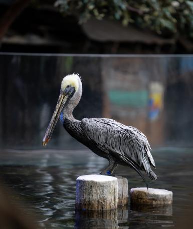 Pelican, Scoop