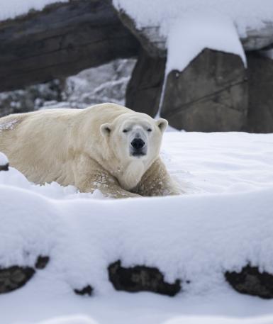 Polar bear, Lee, lying in the snow
