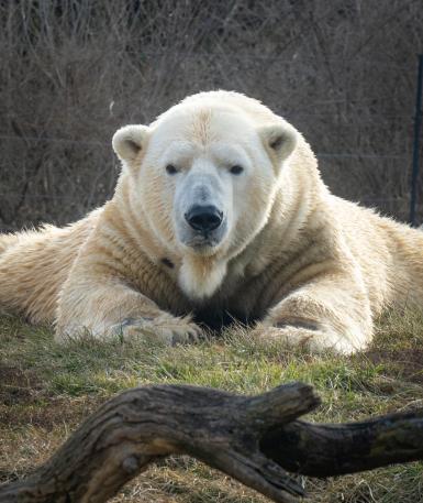 Polar bear lying down