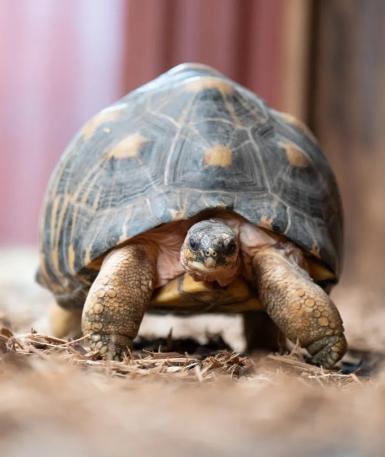 Radiated tortoise in AEV