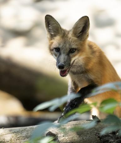 Red fox peaking over a log