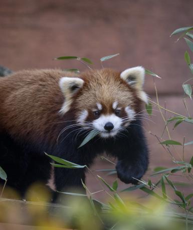 Red panda waling in habitat