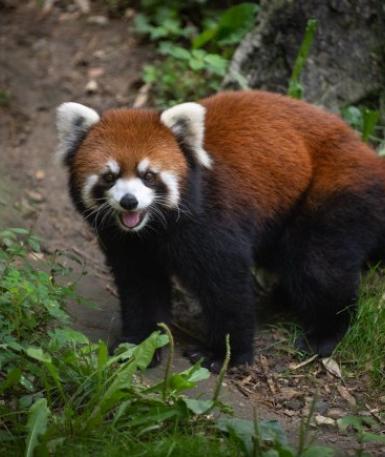 Red Panda