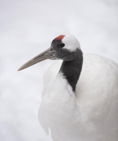 Red-crowned crane