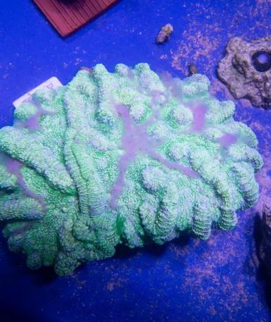 Coral from reef tract rescue project