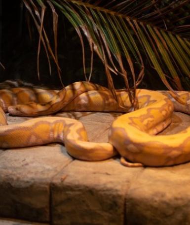 Reticulated Python