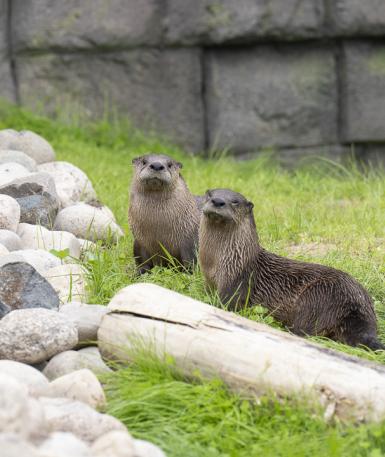 Otter boys in the grass