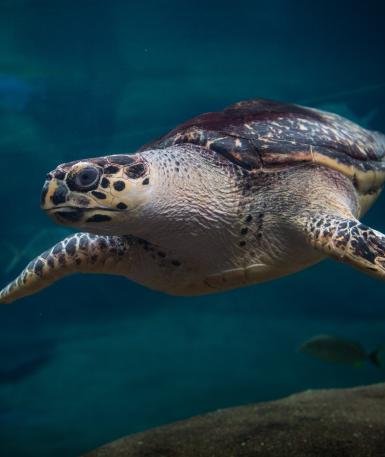 Buddy the hawksbill sea turtle