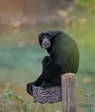 Siamang sitting on ledge