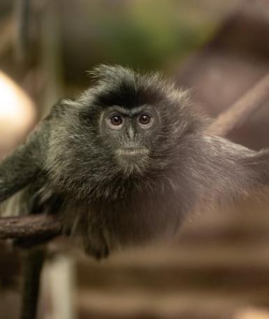 Silvered-Leaf Langur