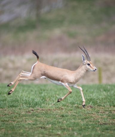Slender-horned gazelle running