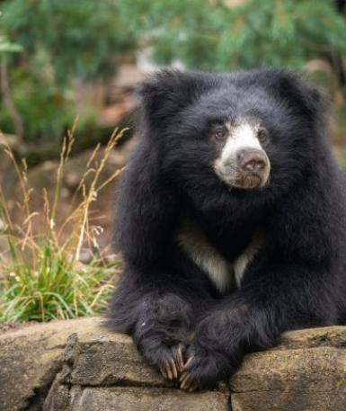 Sloth Bear