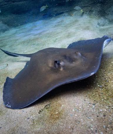 Southern stingray in the Manatee Rescue and Rehabilitation Center
