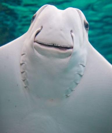 Stingray