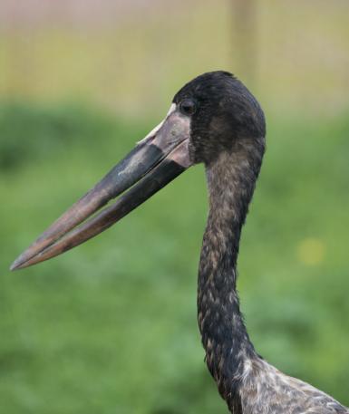 Saddle-billed stork