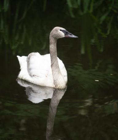 Trumpeter Swan