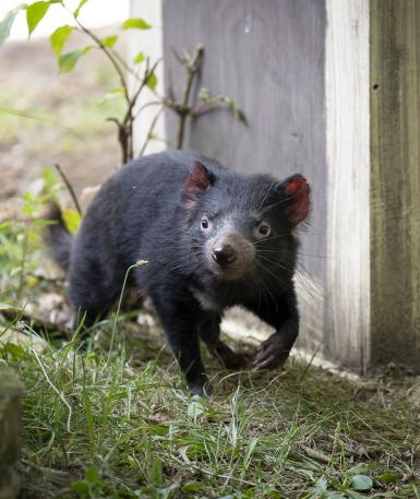 Tasmanian Devil