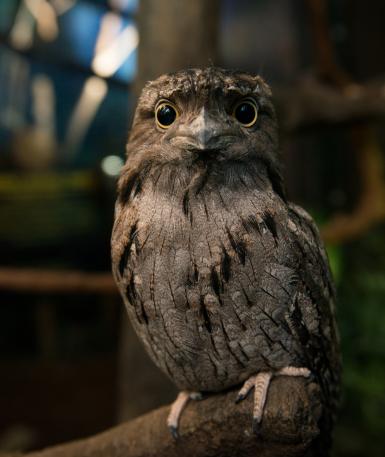 Tawny frogmouth perched on branch