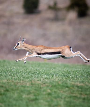 Thomson's gazelle sprinting