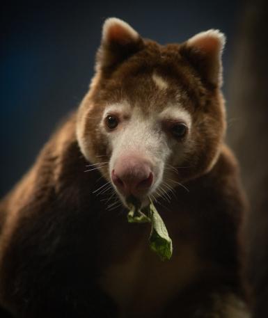 Tree kangaroo eating, close up