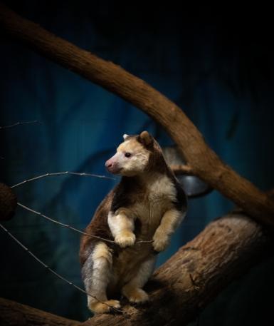 Tree kangaroo in tree