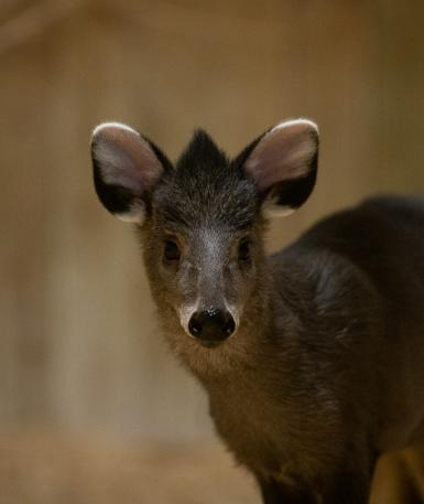 Tufted deer
