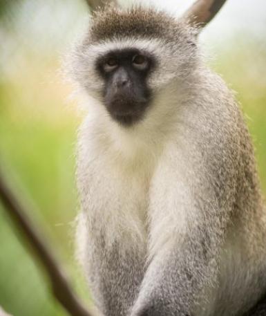 Vervet Monkey