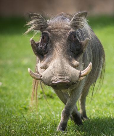 Warthog Randall