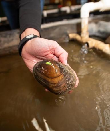 Freshwater musself from the Watters Aquatic Conservation Center