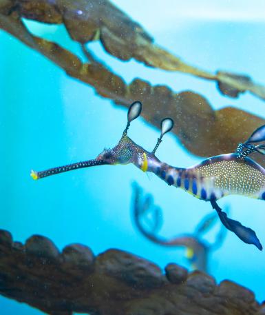 Weedy seadragon swimming
