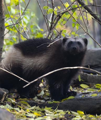 Wolverine in the underbrush
