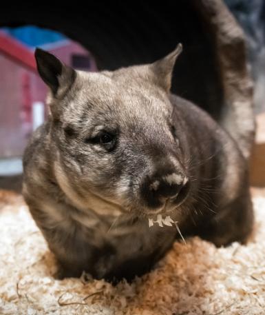 Wombat near tunnel in habitat