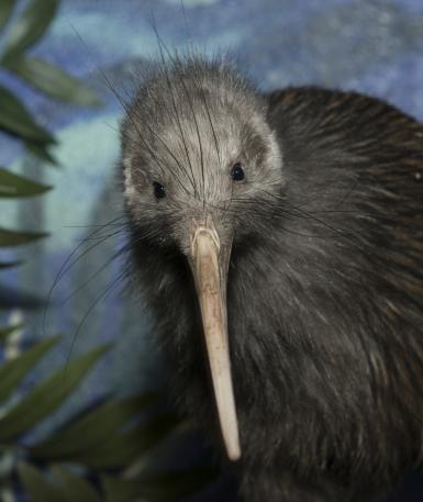Kiwi in habitat