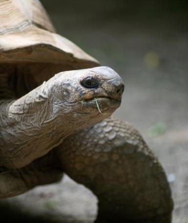 Aldabra tortoise