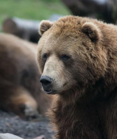 Brown Bears