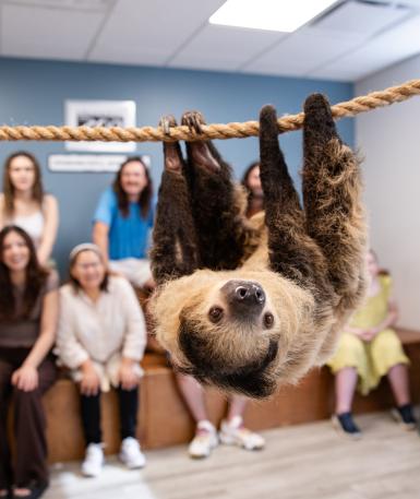 Sloth in foreground, zoo guests smiling in background