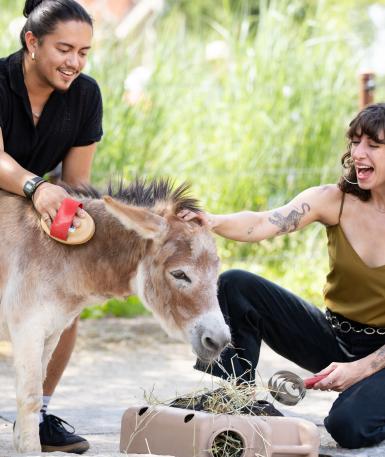 two zoo guests interacting with donkey