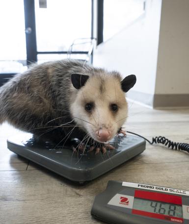 opossum on scale