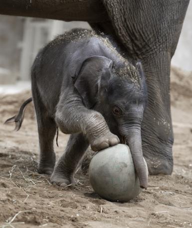 baby elephant playing with ball