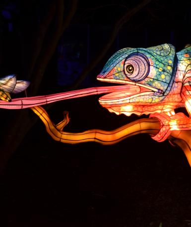 lizard lantern